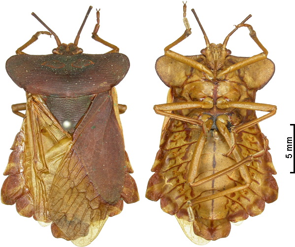 D. inermipes male
