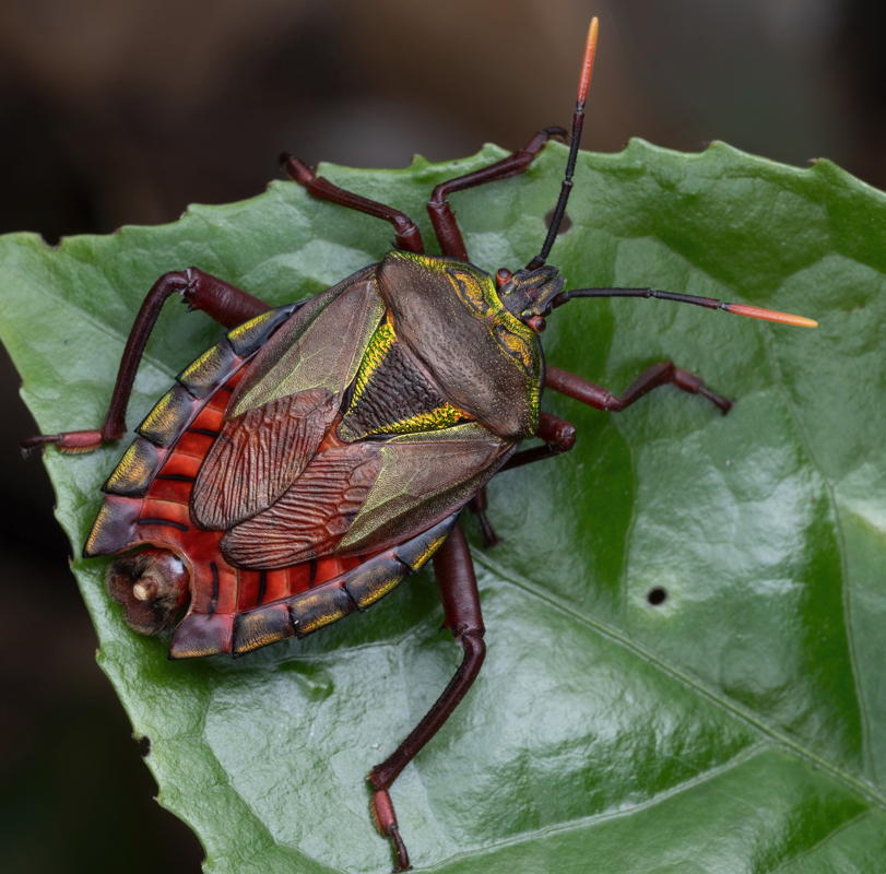 E.brachypterus ♂︎