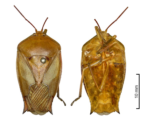 Lyramorpha ambigua male