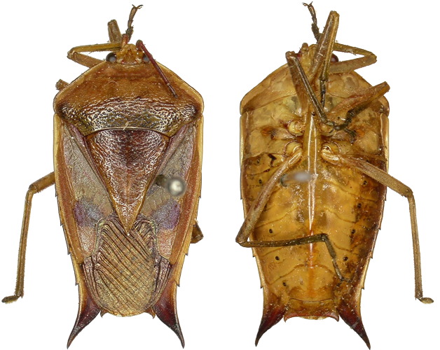 Lyramorpha (Diploxiphus) horvathi male