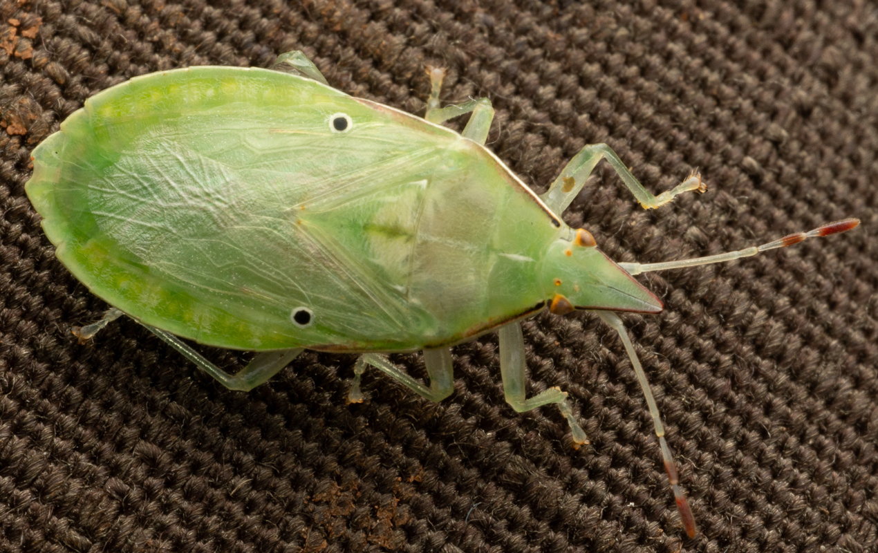 Malgassus hypoleucus live
