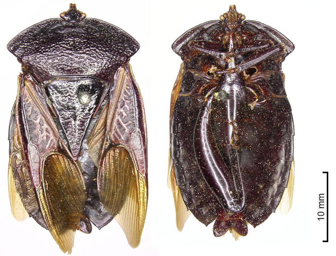 Oncomeris ostracioptera male