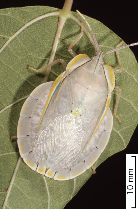 P. crassiventris female