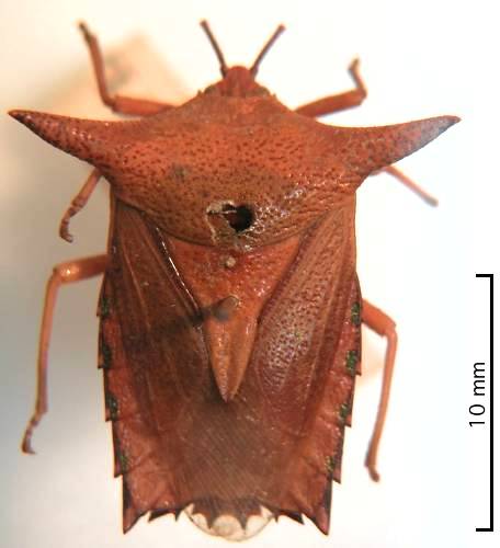 Pygoplatys acutus female