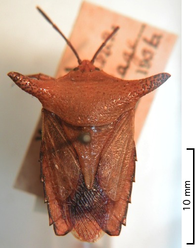 Pygoplatys acutus male