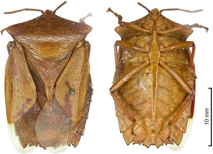 Pygoplatys celebensis female