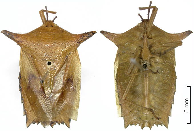 Pygoplatys firmatus female