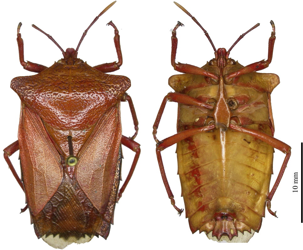 Pygoplatys longiceps female