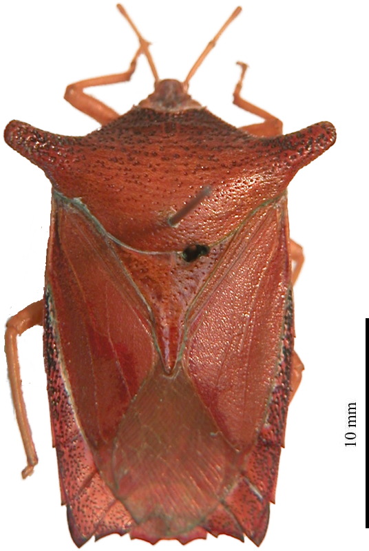 Pygoplatys montanus female