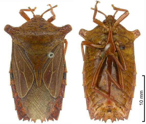 Pygoplatys obtusus female
