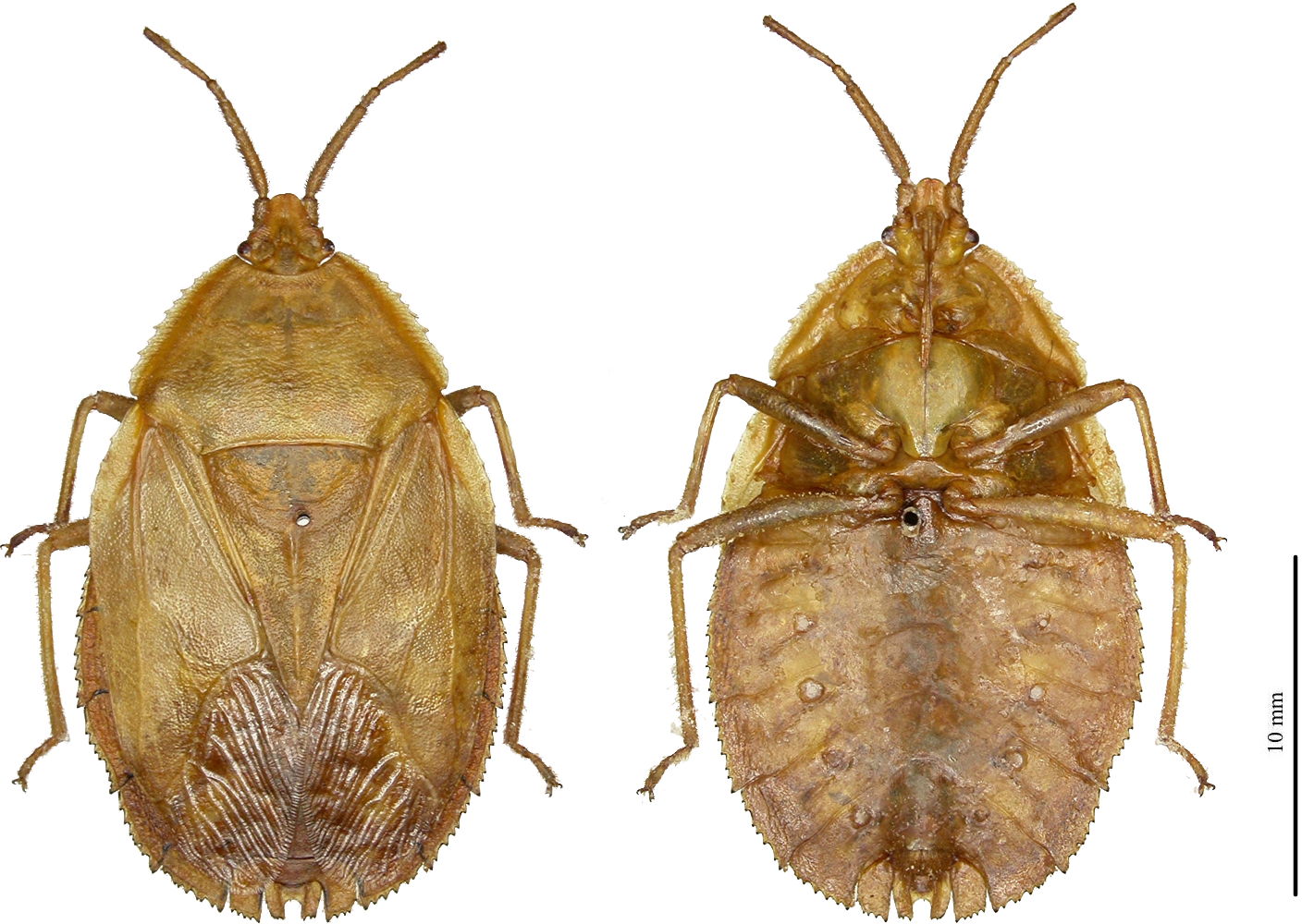 S.raunoi Holotype ♀︎