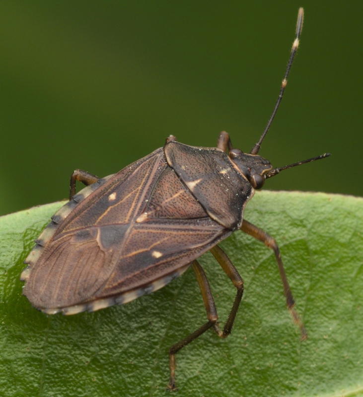 S.antennata live