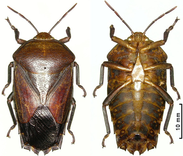 Tessaratomidae : Siphnus hercules ♀︎